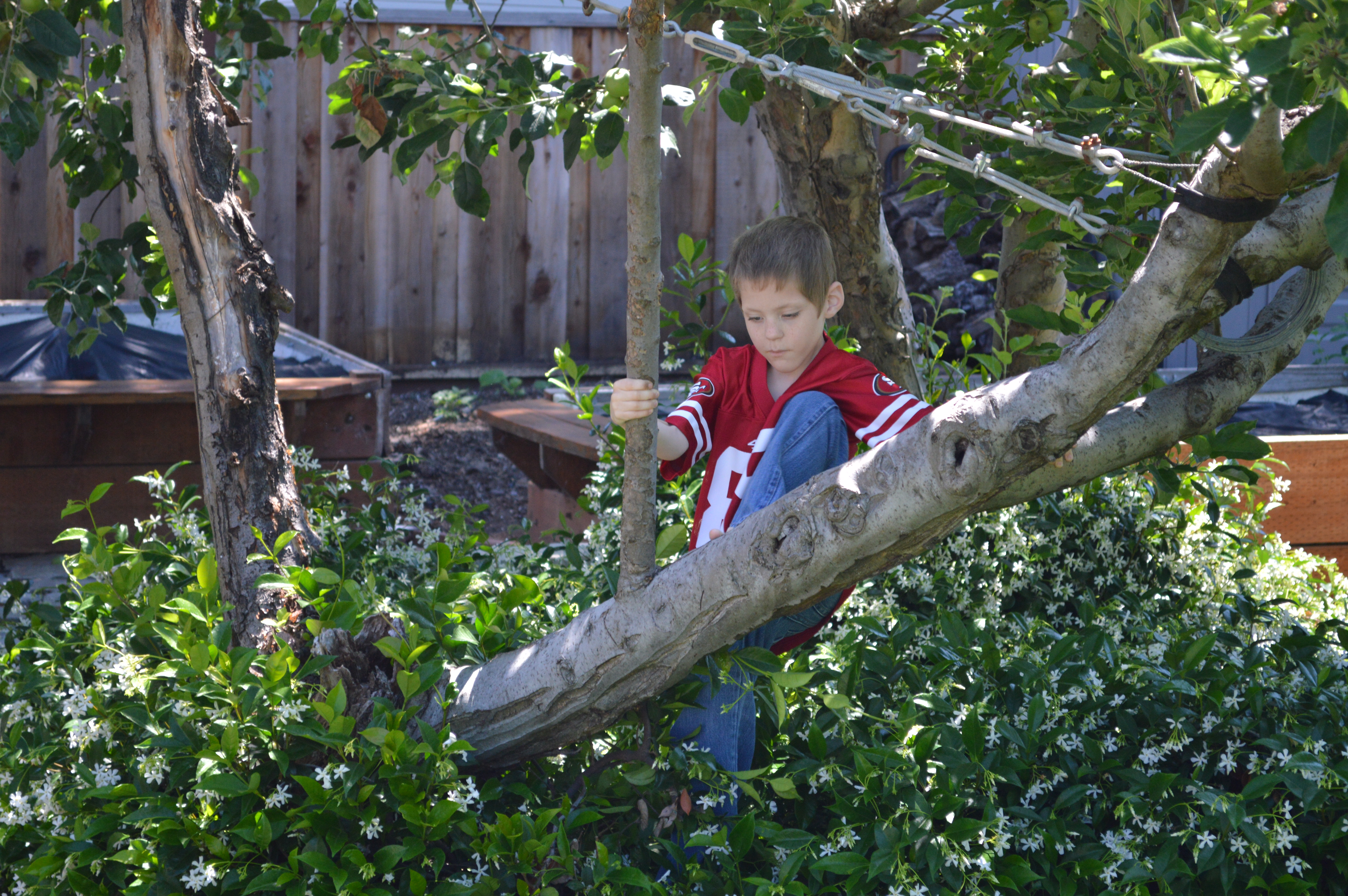 A boy in a tree.