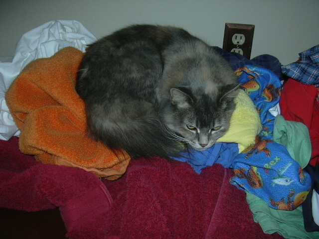 Felicity *helping* with laundry