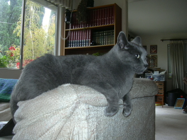 My parents' cat Homer