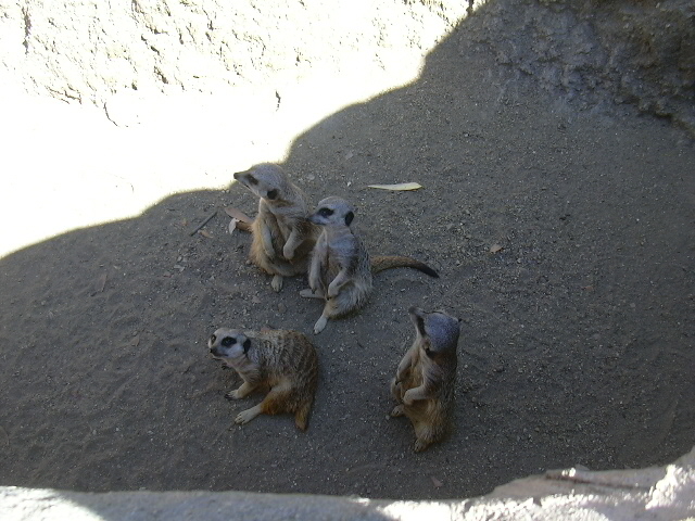 Meerkats at the LA Zoo
