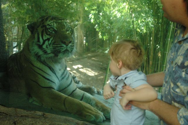 Daniel and the Sumatran tiger at the Sacramento Zoo