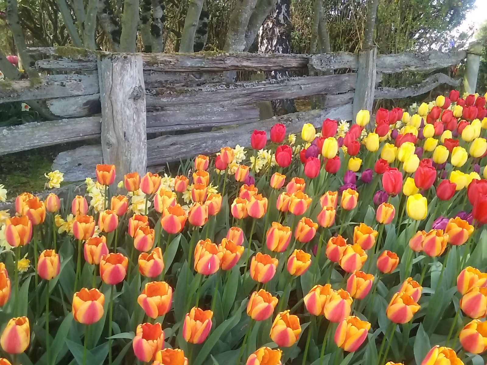 Tulips at Roozengarde