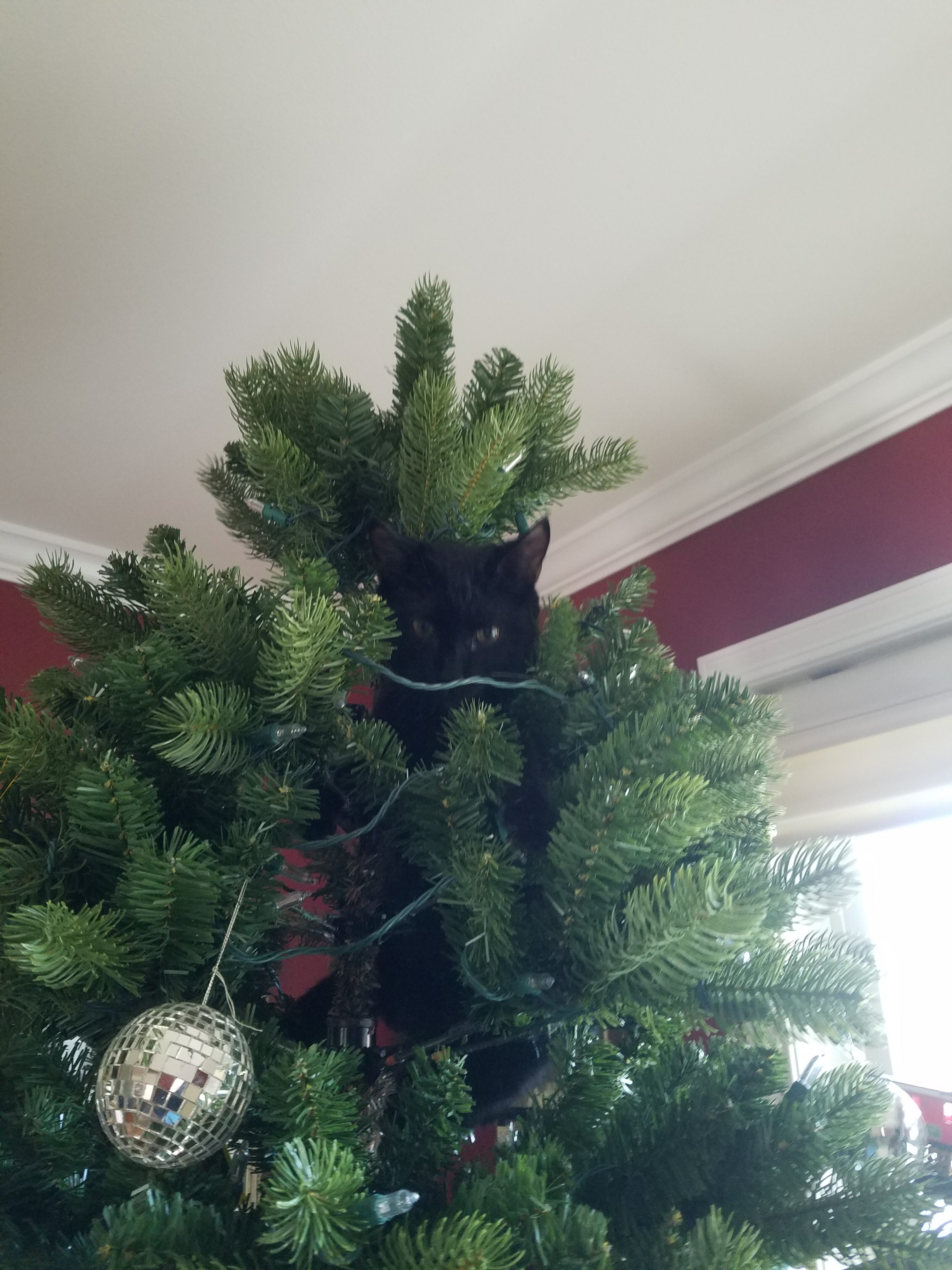 I'm not in the tree. You can't prove it. #fakenews